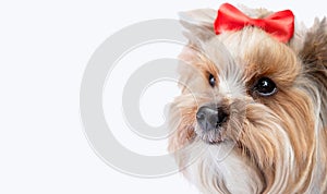 Portrait of small dog (Yorkshire terrier) with cute ekspresion wearing bow. Isolated on white background