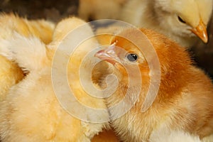 Portrait of small domestic chicken