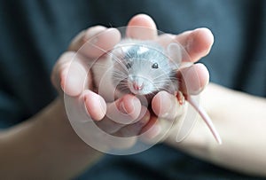 Portrait of small dumbo rat safely sitting in human palms