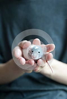 Portrait of small dumbo rat safely sitting in human palms