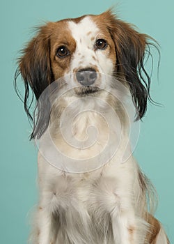 Portrait of a small dutch waterfowl dog looking at the camera on a turquoise blue background