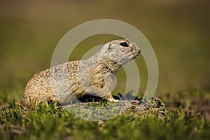 Portrait of a small european ground squirrel