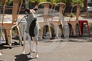 Portrait of a small female purebred pet companion whippet dog in a high necked jumper on it`s lead at a cafe on the street with i