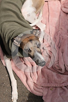 Portrait of a small female purebred pet companion whippet dog in a high necked jumper on it`s lead at a cafe on the street with i