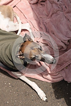 Portrait of a small female purebred pet companion whippet dog in a high necked jumper on it`s lead at a cafe on the street with i