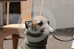 portrait of a small female purebred pet companion whippet dog in a high necked jumper on it\'s lead at a cafe on the street with i