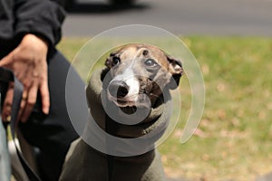 Portrait of a small female purebred pet companion whippet dog in a high necked jumper on it`s lead at a cafe on the street with i