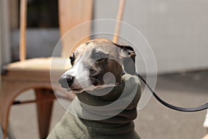 Portrait of a small female purebred pet companion whippet dog in a high necked jumper on it`s lead at a cafe on the street with i