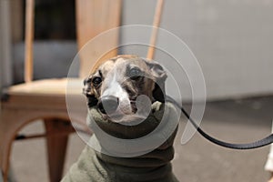 Portrait of a small female purebred pet companion whippet dog in a high necked jumper on it`s lead at a cafe on the street with i