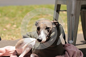 Portrait of a small female purebred pet companion whippet dog in a high necked jumper on it`s lead at a cafe on the street with i