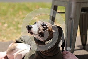 Portrait of a small female purebred pet companion whippet dog in a high necked jumper on it`s lead at a cafe on the street with i