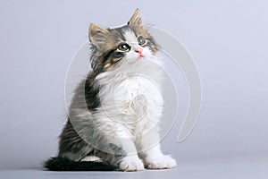 Portrait of a small fluffy kitten sitting on a gray background and looking upwards