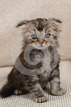 Portrait of a small fluffy lop-eared kitten with big eyes