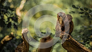 Portrait of a small funny hairy monkey on the tree in a forest