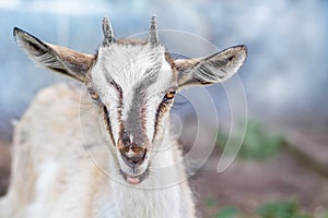 Portrait of a small goat in the farms on a blurred background c