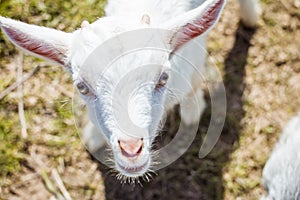 Portrait of a small goat in warm colors. A beautiful and sweet animal. Golden eyes. Beggar. photo