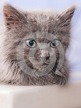 Portrait of a small gray kitten with a sweet trusting gaze_