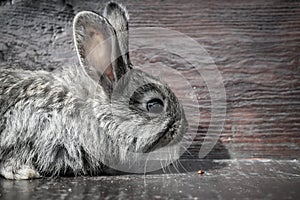 Portrait of a small gray rabbit on a wooden background. A frightened rabbit reaches for a crumb