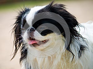 Portrait of small japanese chin puppy