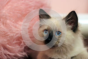 Portrait of a small kitten of Ragdoll breeds