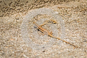 Portrait small lizard in close-up