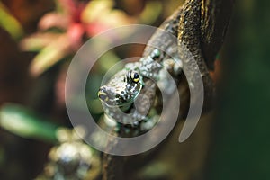 Portrait of small milk frog sitting on tree in jungle forest.