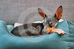 Portrait of a small miniature pinscher dog relaxing in bed