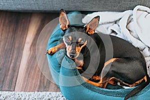 Portrait of a small miniature pinscher dog relaxing in bed 2