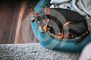 Portrait of a small miniature pinscher dog relaxing in bed 2
