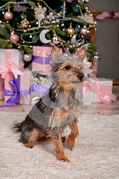 Portrait of a small pinscher dog against the background of a Christmas tree and gifts. Mixed breed, York Terrier and Toy Terrier
