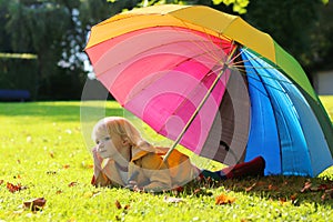 Portrait of small preschooler girl with colorful umbrella