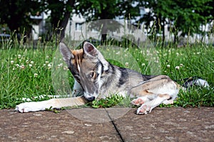 Portrait of small puppy husky dog outdoors