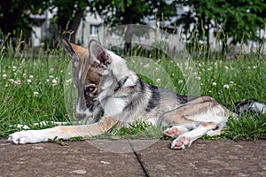 Portrait of small puppy husky dog outdoors