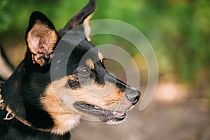 Portrait Of Small Size Mongrel Short-Haired Black Red Dog,