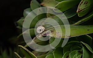 portrait of a small snail photo