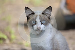 Portrait of a small white cat with a dark head and with beautiful blue eyes looks at the camera close-up