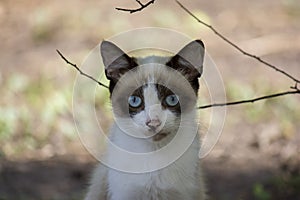 Portrait of a small white cat with a dark head and with beautiful blue eyes looks at the camera close-up