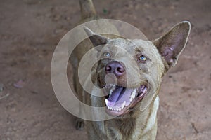 Portrait smart brown dog looking at something