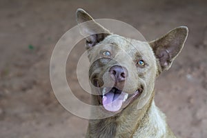 Portrait smart brown dog looking something