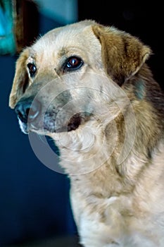 Portrait of a smart dog