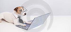 Portrait of a smart dog at the computer on a white background.