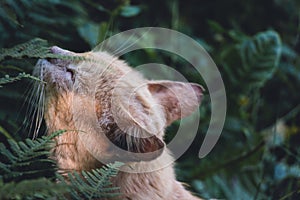 Portrait of a smelly ginger cat who sniffs fern leaves