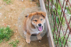 Portrait of smiley and happy japanese red shiba inu puppy with tonque hanging out sitting on the ground