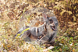 Portrait of smiling brown and white short-haired mongrel dog on autumn grass and leaves