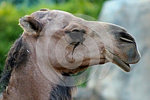 Portrait of smiling Camel