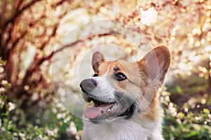 Portrait of a  smiling corgi dog in a spring blooming sunny garden