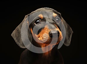 Portrait of a smiling dachshund puppy