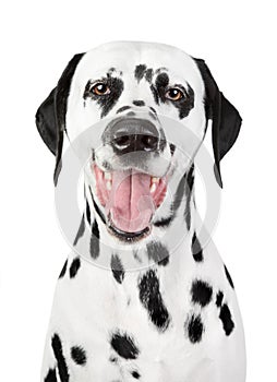 Portrait of a smiling Dalmatian