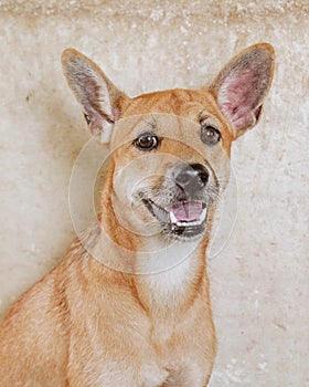 A portrait of a smiling dog.