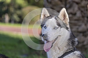 Portrait of smiling dog. Siberian Husky dog black and white colour with blue eyes tongue out